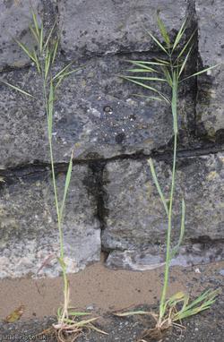 Ripgut Brome