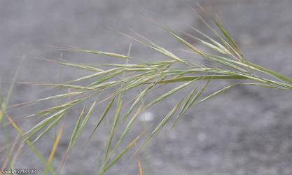 Ripgut Brome