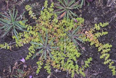 Smooth Rupturewort
