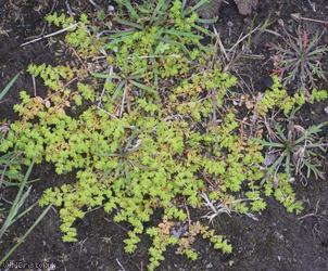 Smooth Rupturewort