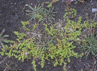 Smooth Rupturewort