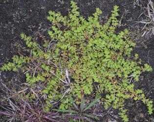 Smooth Rupturewort