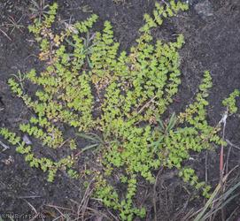 Smooth Rupturewort