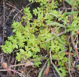 Smooth Rupturewort