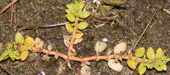 Smooth Rupturewort