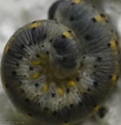 Cryptic Clubhorn
