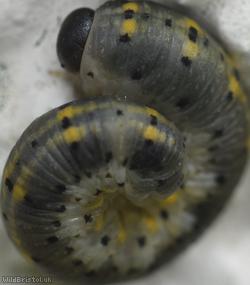 Cryptic Clubhorn