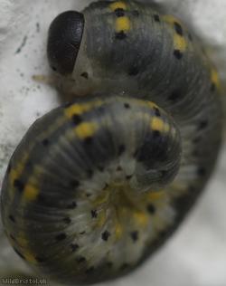 Cryptic Clubhorn