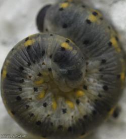 Cryptic Clubhorn