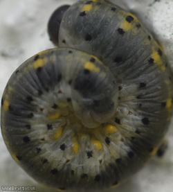 Cryptic Clubhorn