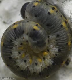 Cryptic Clubhorn