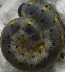 Cryptic Clubhorn