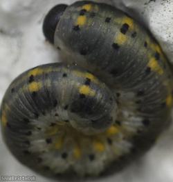 Cryptic Clubhorn