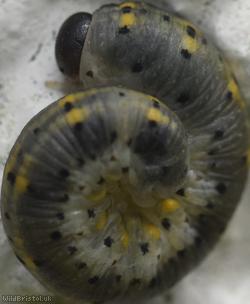 Cryptic Clubhorn