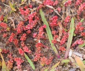 Mossy Stonecrop