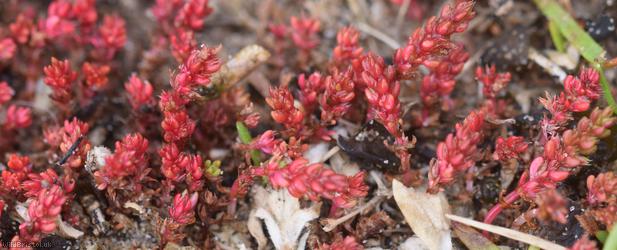 Mossy Stonecrop