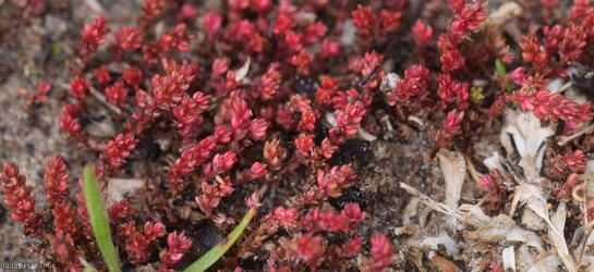 Mossy Stonecrop