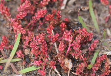 Mossy Stonecrop