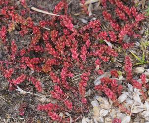 image for Mossy Stonecrop