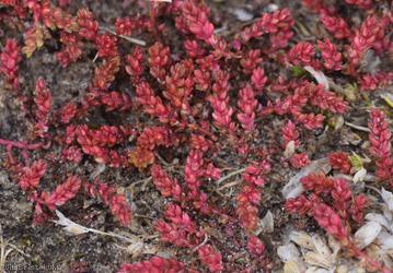 Mossy Stonecrop