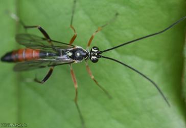 Ischnus inquisitorius