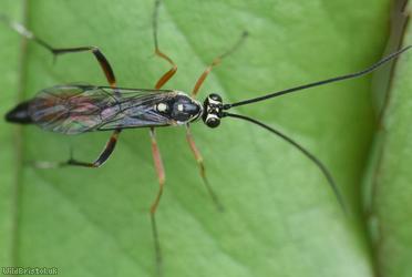 Ischnus inquisitorius