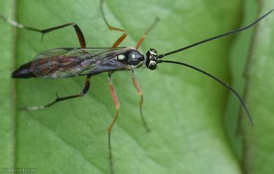 Ischnus inquisitorius