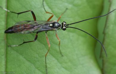 Ischnus inquisitorius