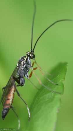 Ischnus inquisitorius