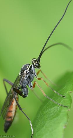 Ischnus inquisitorius