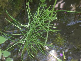 Field Horsetail