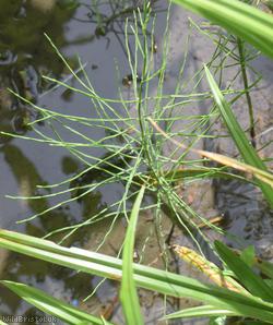 Field Horsetail