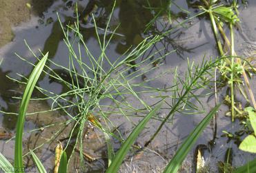 Field Horsetail