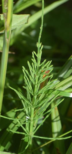 Field Horsetail