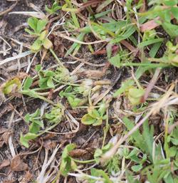Subterranean Clover