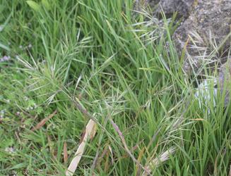 Ripgut Brome