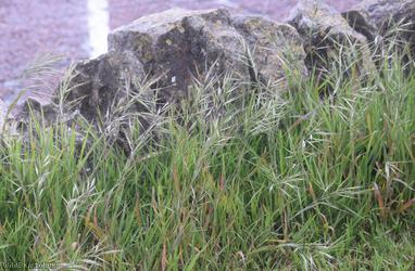 Ripgut Brome