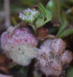 Woolly Clover
