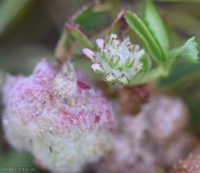 Woolly Clover