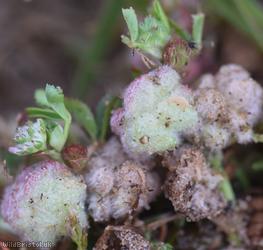 Woolly Clover