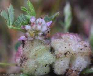 Woolly Clover