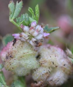 Woolly Clover