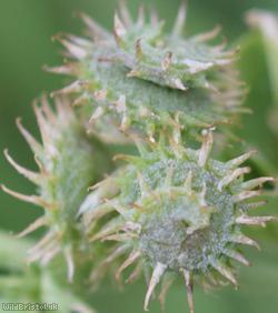 Toothed Medick