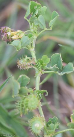 Toothed Medick