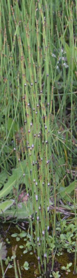 Branched Horsetail