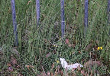 Branched Horsetail