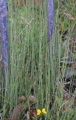 Branched Horsetail