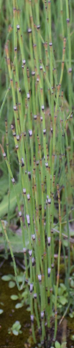 Branched Horsetail
