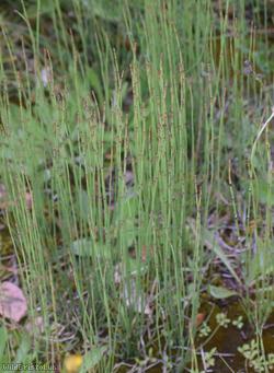 Branched Horsetail