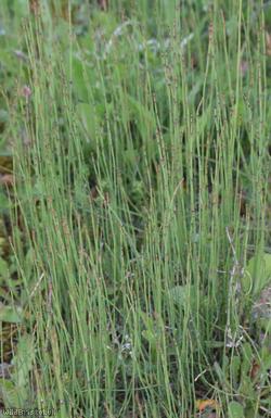 Branched Horsetail